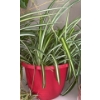 Image 3 : Assorted Live Healthy House Plants 17T