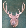 Image 2 : Mounted Whitetail Deer Head Taxidermy