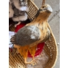 Image 5 : Home Decor Incl. Decorative Santas, Decorative Eagle, Woven Basket (32L) 