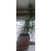 Image 2 : 6 Foot Tall Bamboo Plant in Textured 2 Tone Planter 