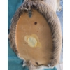 Image 6 : Taxidermy White-Tailed Deer Mount