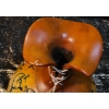 Image 4 : Stunning Hard-Shell Gourd Art Statue (15")