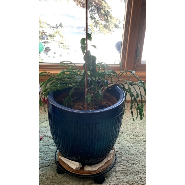 Large Stoneware Planter - Cactus Not Included 