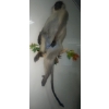 Image 2 : African Monkey 16W x 10D x 42T