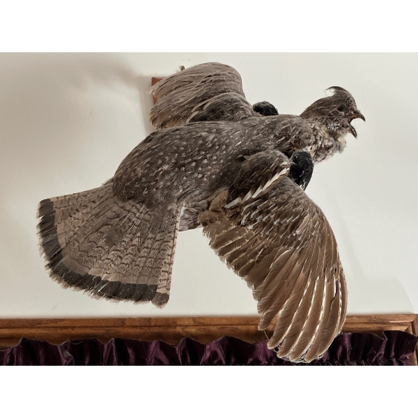Sharp-tailed Grouse and rough tailed grouse wall hang mounts both are vintage in great shape . 