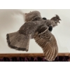 Image 1 : Sharp-tailed Grouse and rough tailed grouse wall hang mounts both are vintage in great shape . 