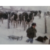 Image 3 : Two Prints of Children Outdoors in Winter- Artist Illegible, 26.5 X 22.5 Framed Under Glass 