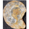 Image 8 : Orthoceras and Ammonite Fossil Specimen Statues