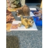 Image 3 : The World Of Krystonia Dragons and Creatures Figurines