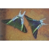 Image 2 : Birds & Butterfly's Books