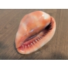 Image 3 : Aquatic Keepsakes: Shell Wreath, Porcelain Figurines, King Conch Shell