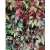 Image 2 : Set of 4 Artificial Ficus Plants 66 T (One Has Some Red Leaves)