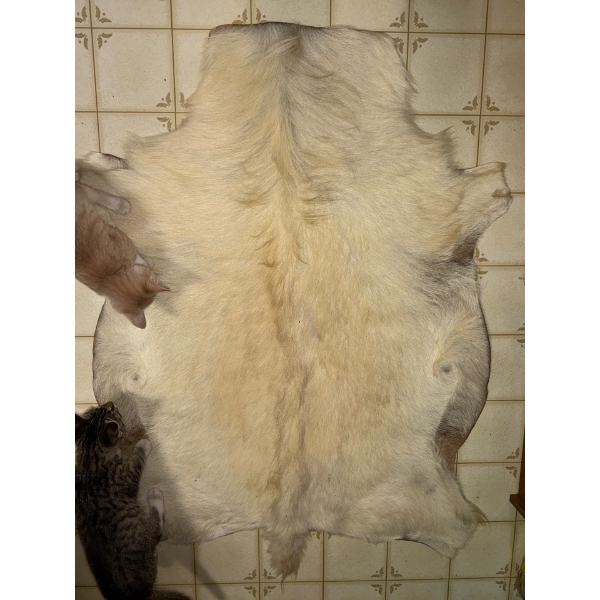 Goat Skin Rug
