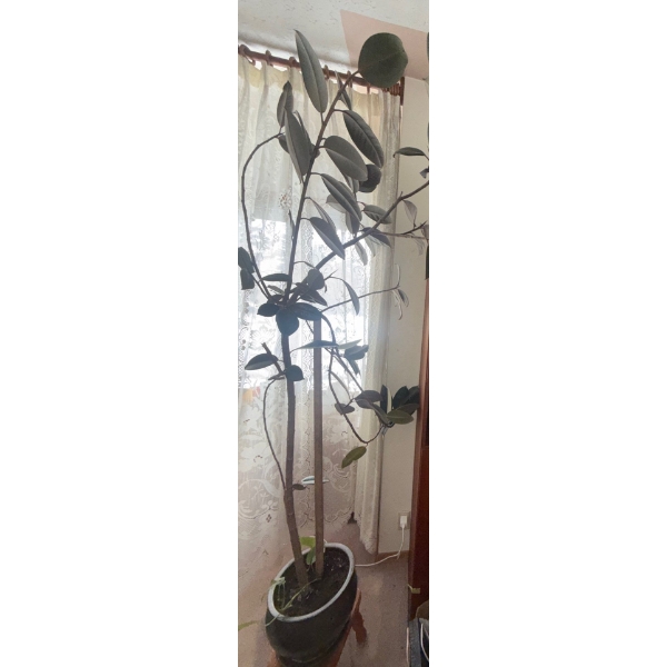 7 Foot Tall Rubber Tree Plant - Ficus Elastica 
