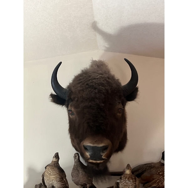 Amazing bison, head shoulder mount history part of Hinton's Pub History  