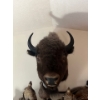 Image 1 : Amazing bison, head shoulder mount history part of Hinton's Pub History  
