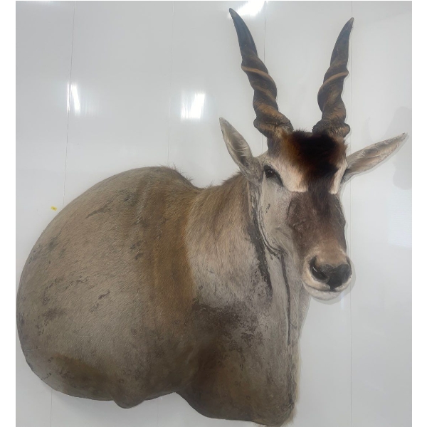 African Eland 60W x 36D x 60T