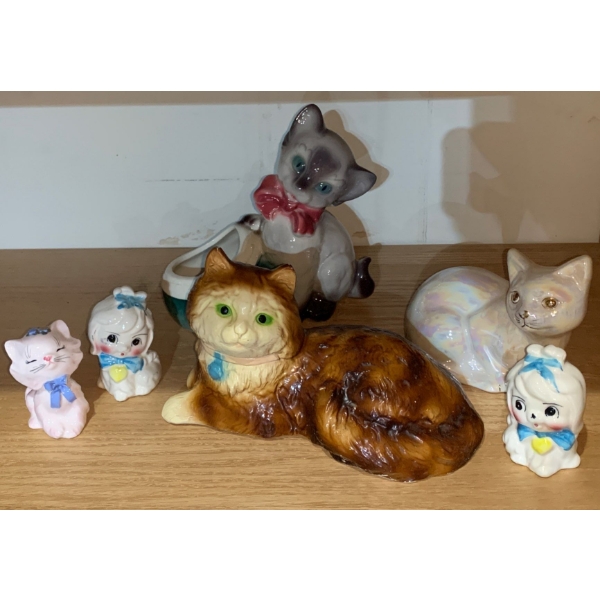 Curious Kitty Collection 6T