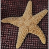 Image 8 : Seashells, Starfish, Lantern Parts, and Red Lantern