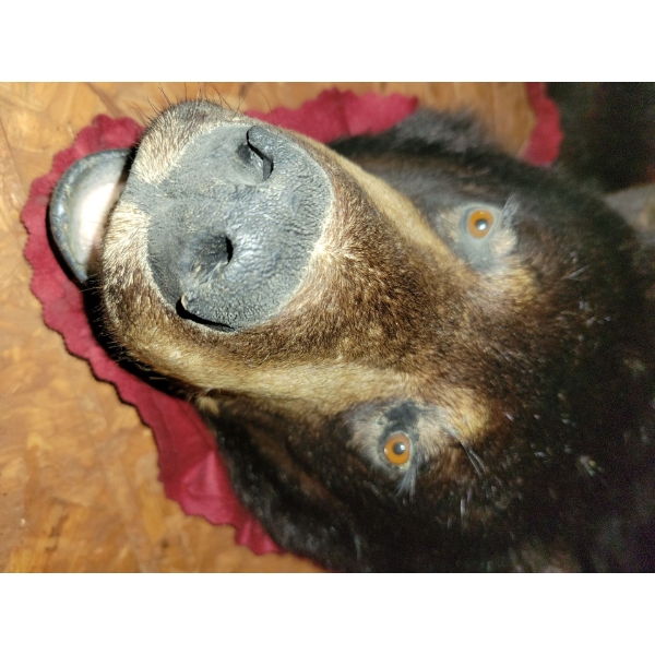 Vintage Bear Skin Rug 57x36 Black Bear  