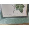 Image 6 : Vintage, Framed Botanical Prints Of Roses After The Original Illustrations 17''*22''INCHES