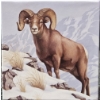 Image 3 : 2014 $100 for $100 Rocky Mountain Bighorn Sheep - 99.9% Fine Silver Coin - #1
