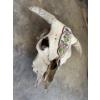 Image 2 :  weathered cow skull with beaded headpiece.