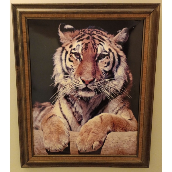 Vintage Tiger Laser Photograph Picture  20" x 23"tall