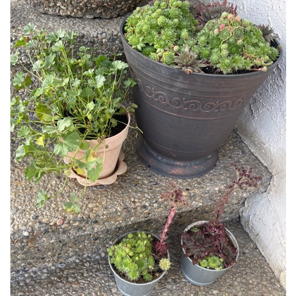 4 Outdoor Potted Plants 16T