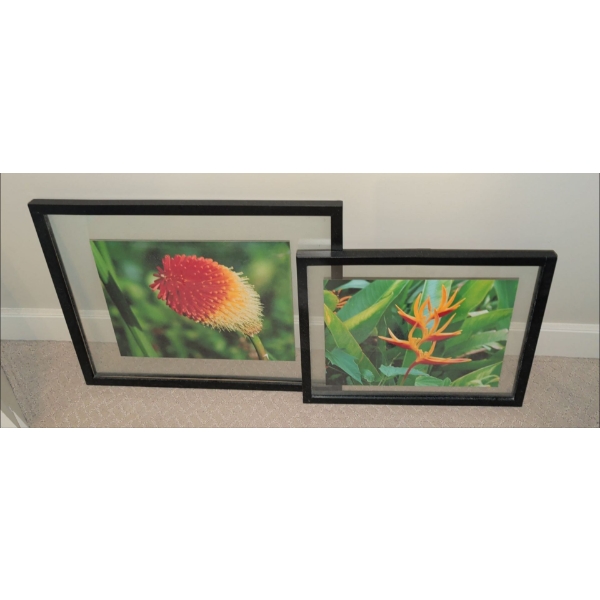 Framed Botanical Prints 20x16