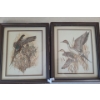 Waterfowl Framed Prints 