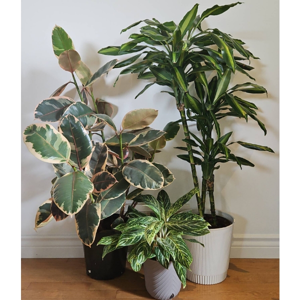 Three Indoor Potted Plants: Rubber Plant, Dracaena, and Aglaonema