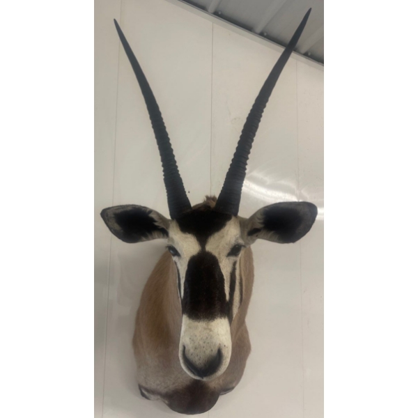 South African Oryx - Gemsbok 24W x 38D x 60T