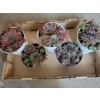 Live Succulent Garden #3 - 3 Large 2 Medium Sized Pots 