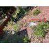 Image 2 : Antique Plow, Great For Your Lawn Decor 