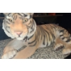 Image 1 : Resin Tiger in Restful Pose 28 L, 16 W, 12 T