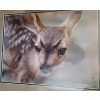 Image 2 : Spotted Mule Deer by Carl Brenders Artist Proof 43/76 23 w 20 h