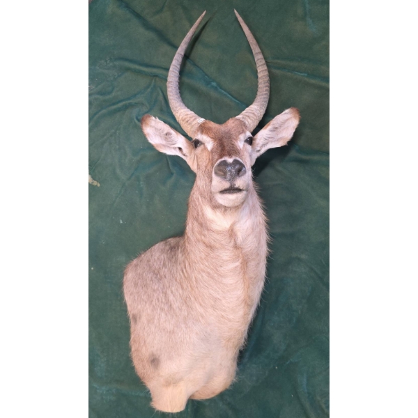 African antelope shoulder mount taxidermy