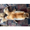 Image 2 : Fox fur pelt . 