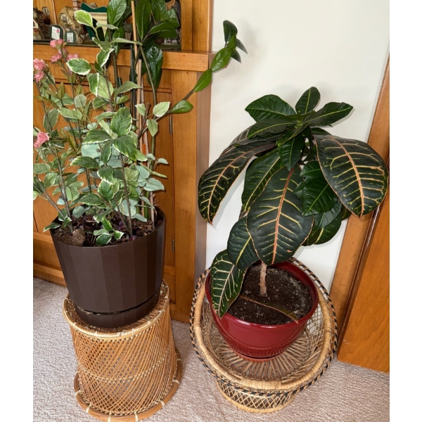 Pair Of Live House Plants On Wicker Pedestals - 46T 