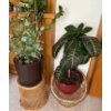 Image 1 : Pair Of Live House Plants On Wicker Pedestals - 46T 