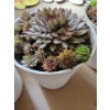 Image 4 : Live Succulent Garden #2 - 3 Large 2 Medium Sized Pots 