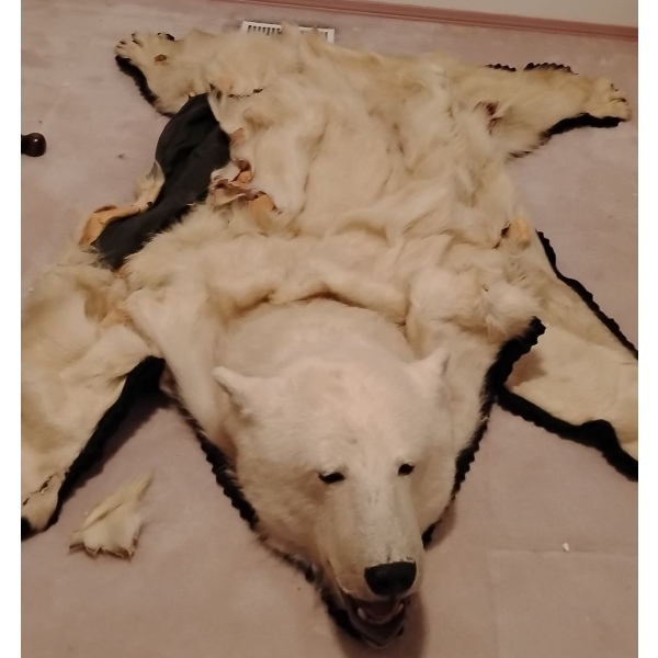 Taxidermy Polar Bear Rug (Severe Damage to Hyde) 85L