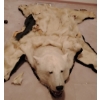 Image 1 : Taxidermy Polar Bear Rug (Severe Damage to Hyde) 85L