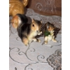 Image 5 : Woodland Animal Figurine Collection