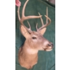Image 2 : Whitetail Deer Shoulder Mount Taxidermy