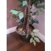 Image 5 : Set of 4 Artificial Ficus Plants 66 T (One Has Some Red Leaves)