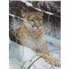 Image 1 : "Cougar in the Snow" Famed  Signed Limited Edition Print