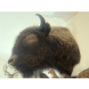 Image 2 : Amazing bison, head shoulder mount history part of Hinton's Pub History  