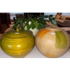 Image 1 : Healthy Christmas Cacti w/ 2 Large Decorative Canisters 12T